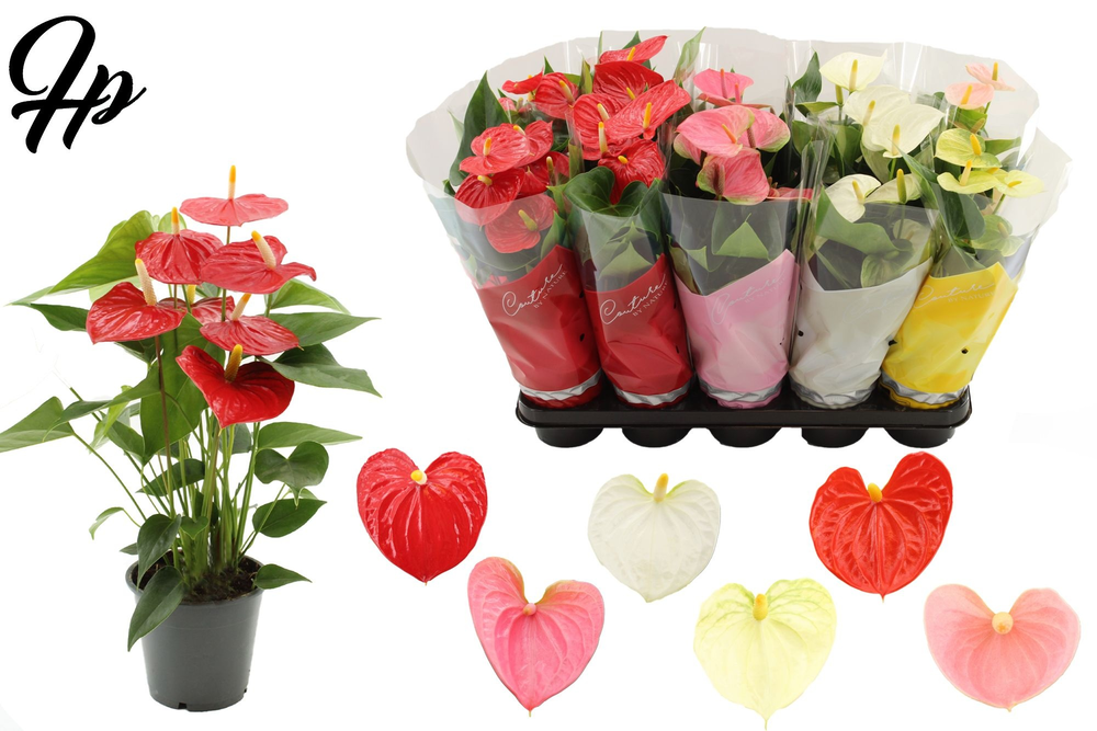 Anthurium 12 cm - 4 color mix in Couture sleeve.
