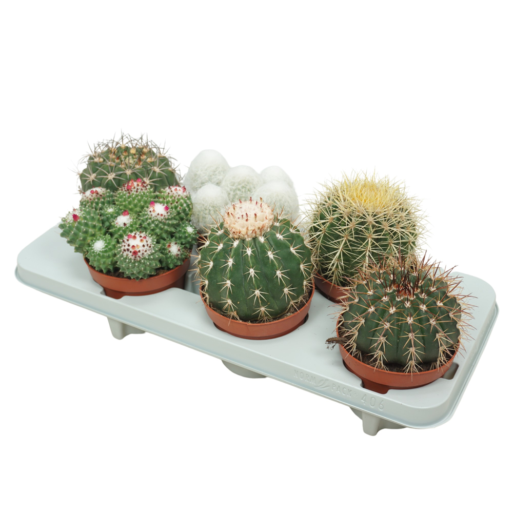 Bolcactus mix 13 cm.