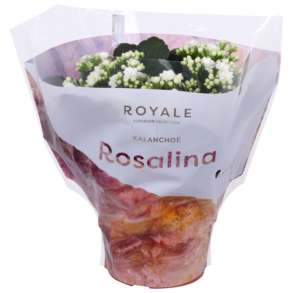 Kalanchoe Rosalina 15cm Royale Dione wit.