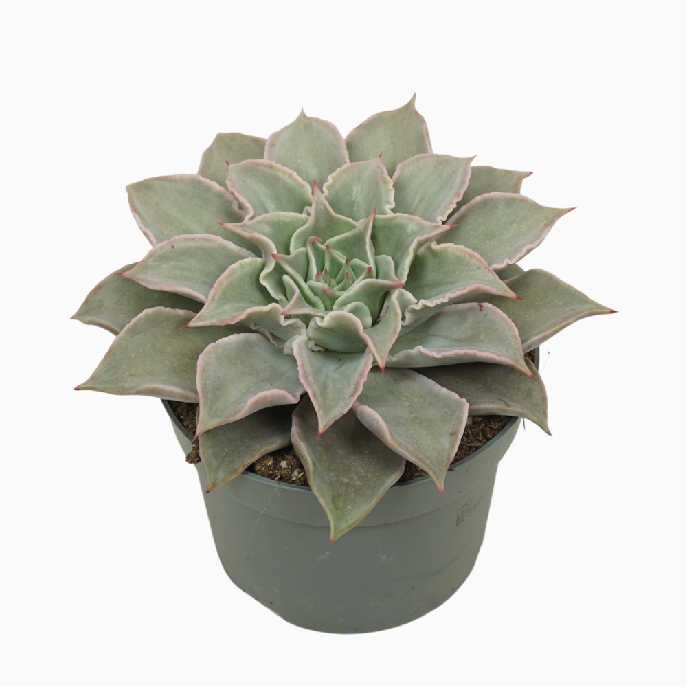 Echeveria maradiba 13 cm.