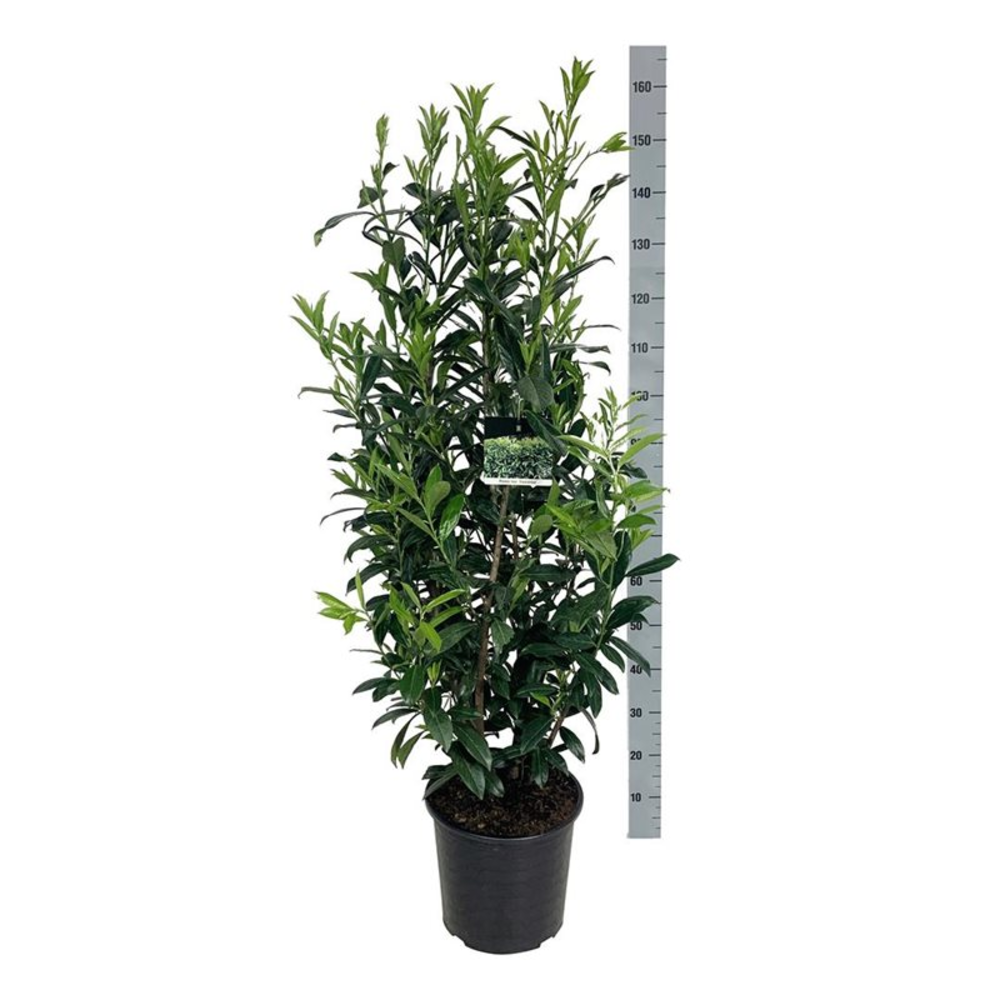 Prunus laur. 'Caucasica'.