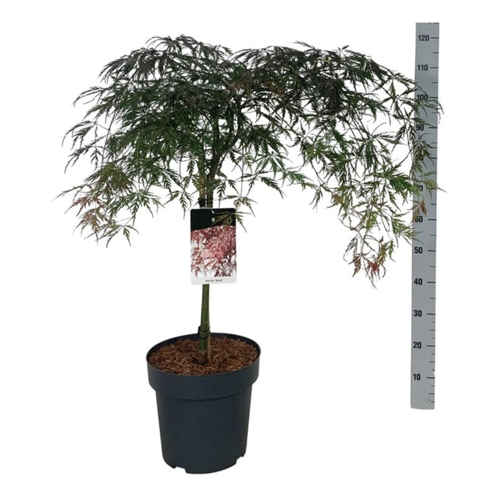 Acer pal. 'Garnet'.