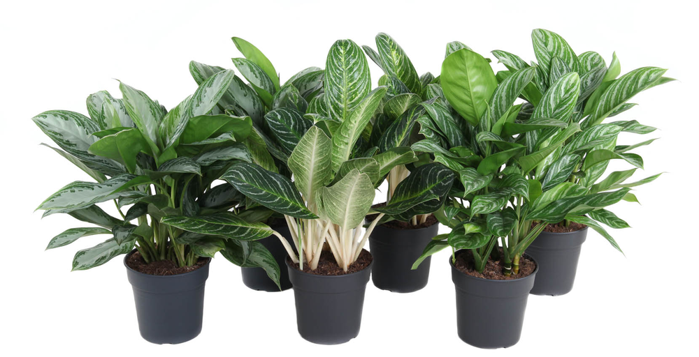 Mix aglaonema 24cm.