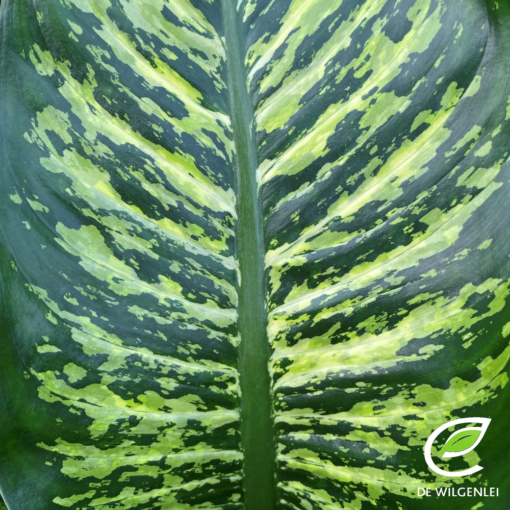 Dieffenbachia seguine 'Maroba'® p21.