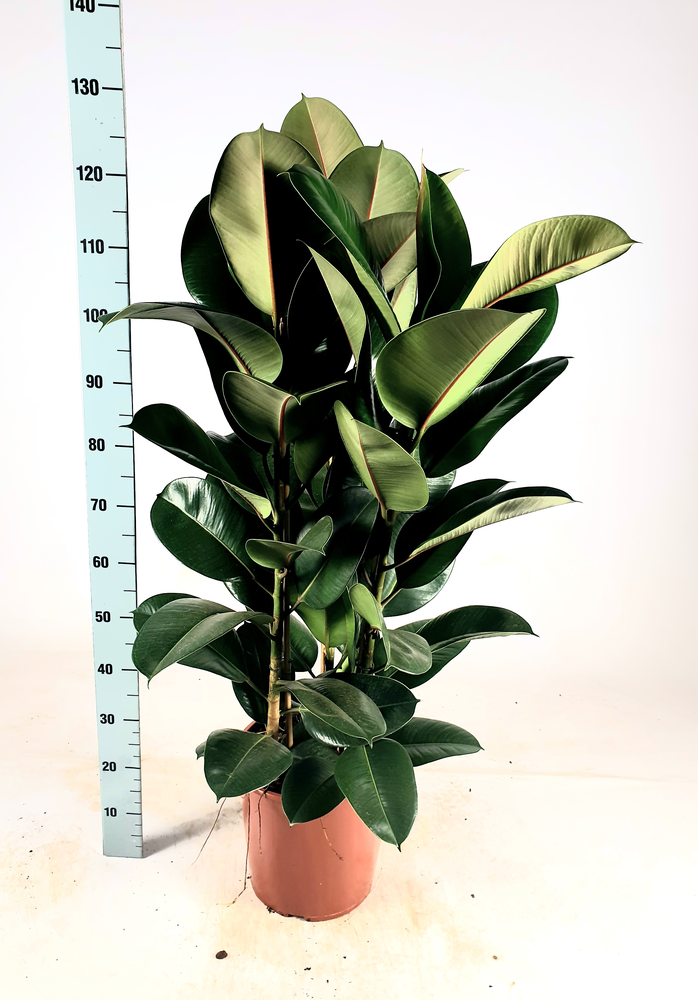 Ficus elastica 'Robusta' Toef 120cm.