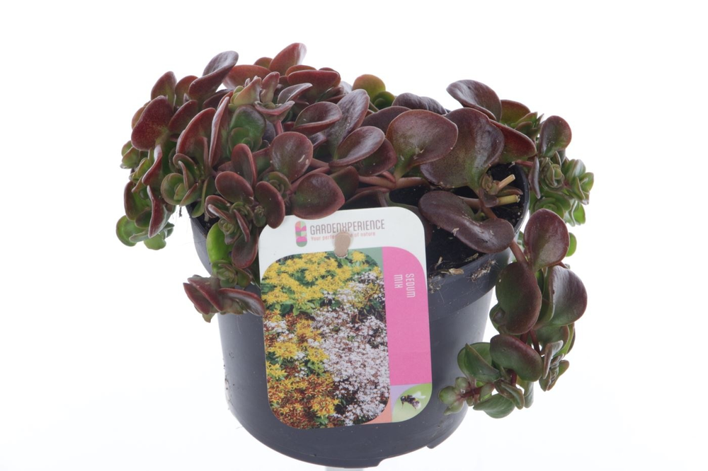 Sedum makinoi.