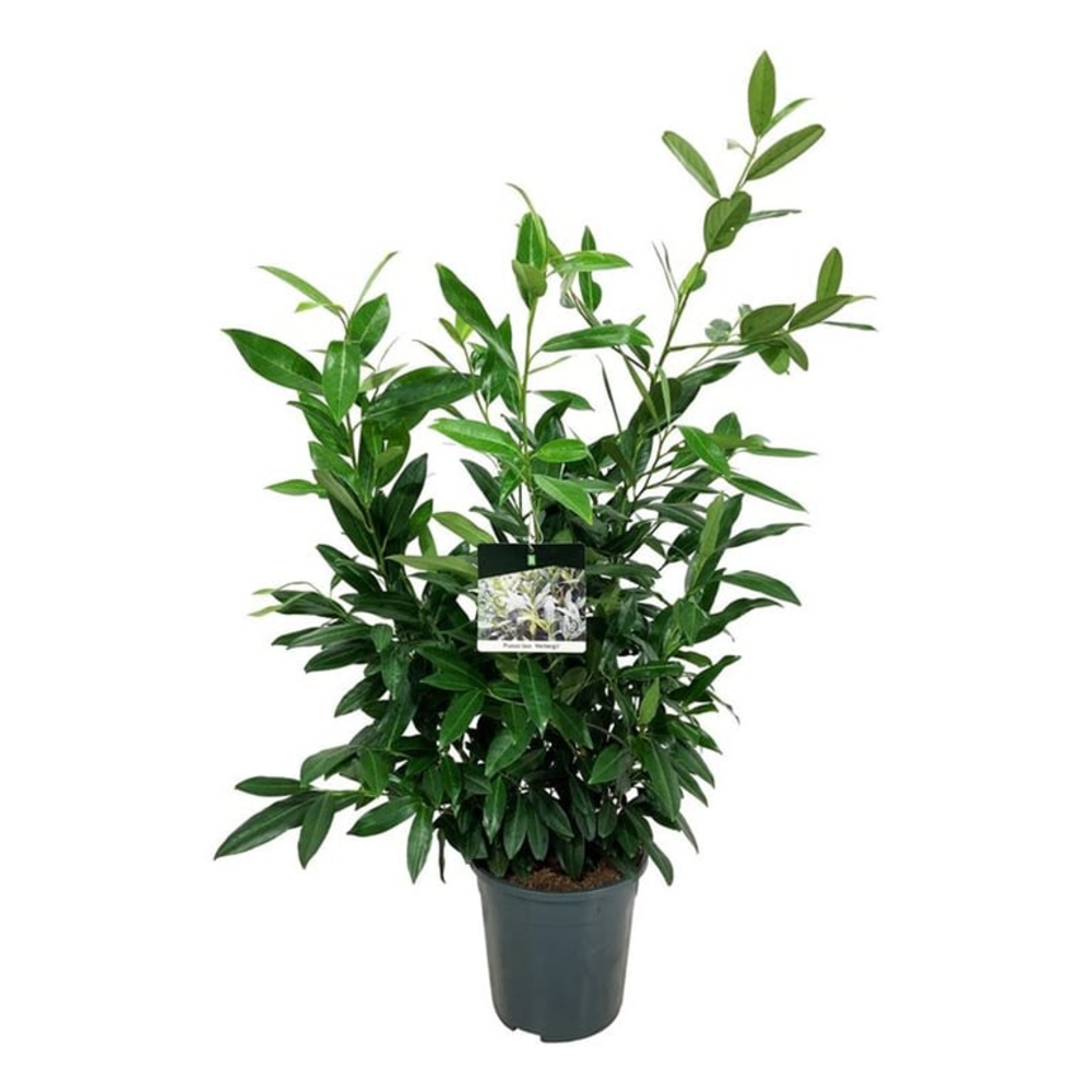 Prunus laur. 'Herbergii'.