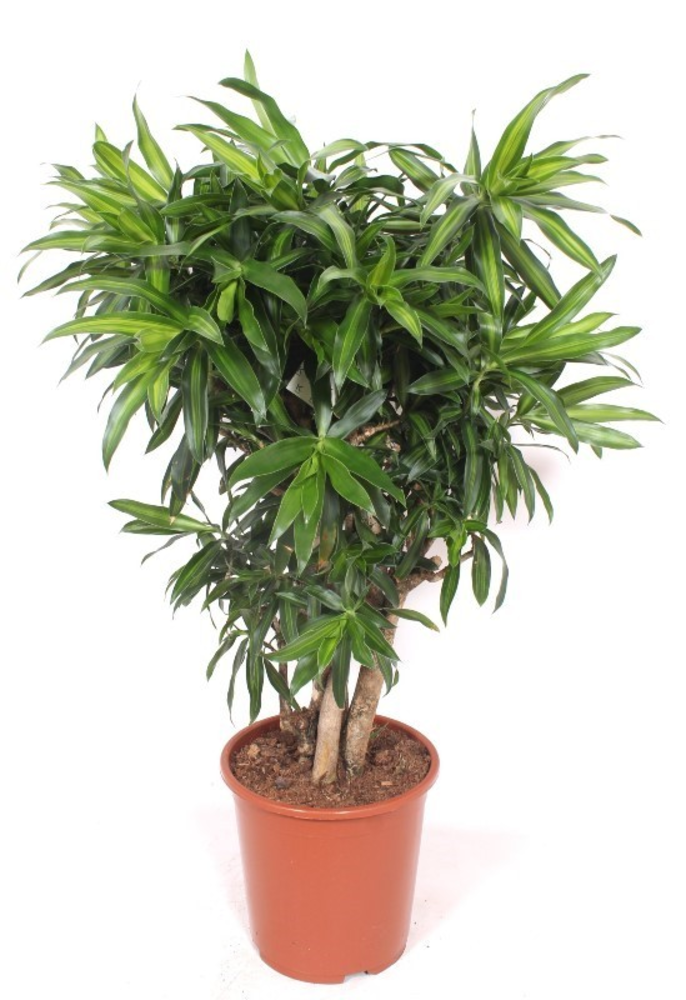 Dracaena Song of Jamaica.