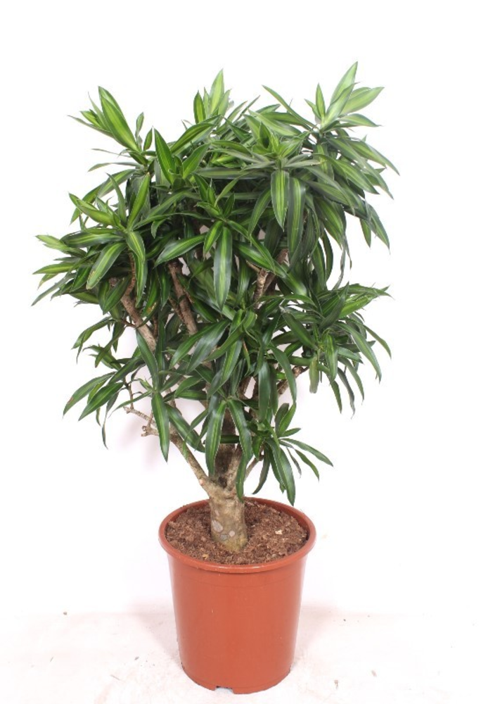 Dracaena Song of Jamaica.