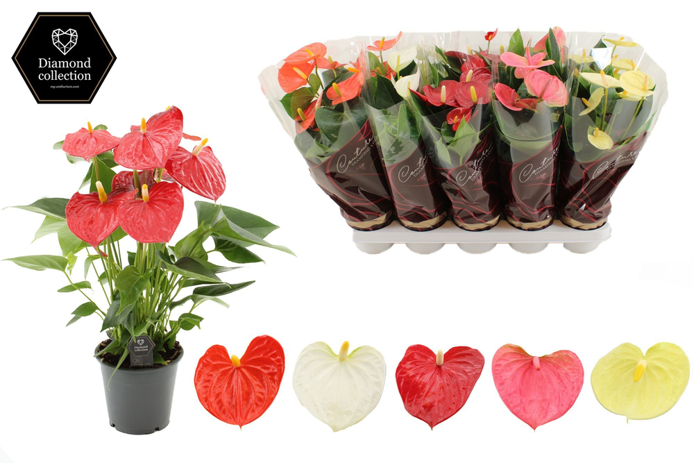 Anthurium 3 color mix in Couture Diamond Line Purp.