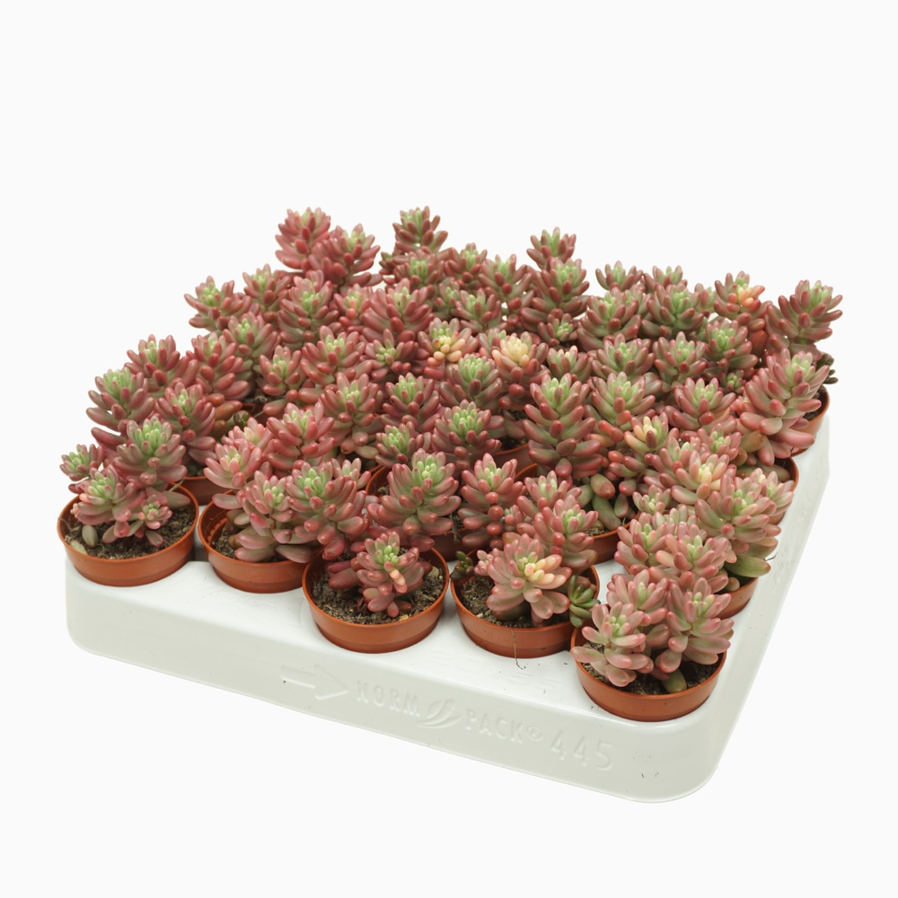 Sedum rubrotinctum aurora 5,5 cm.