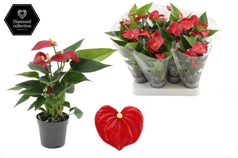 Anthurium 7 cm Micra in transparant sleeve.