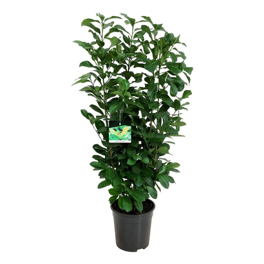 Prunus laur. 'Etna'.