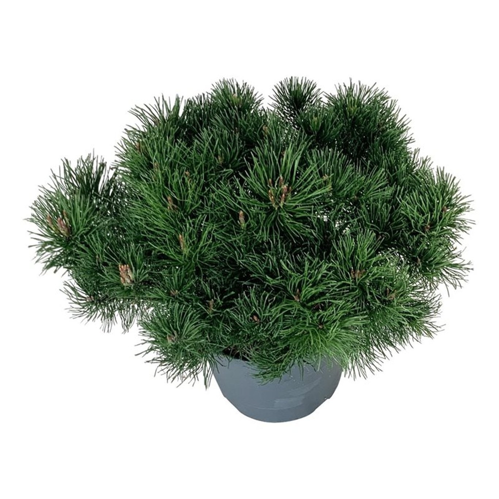 Pinus mugo pumilio.