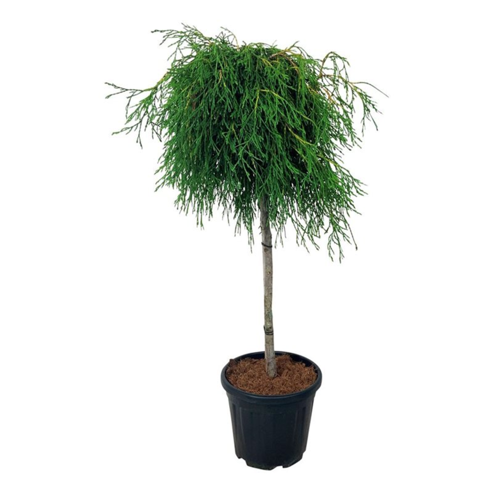 Thuja pl. 'Kager's Beauty'.