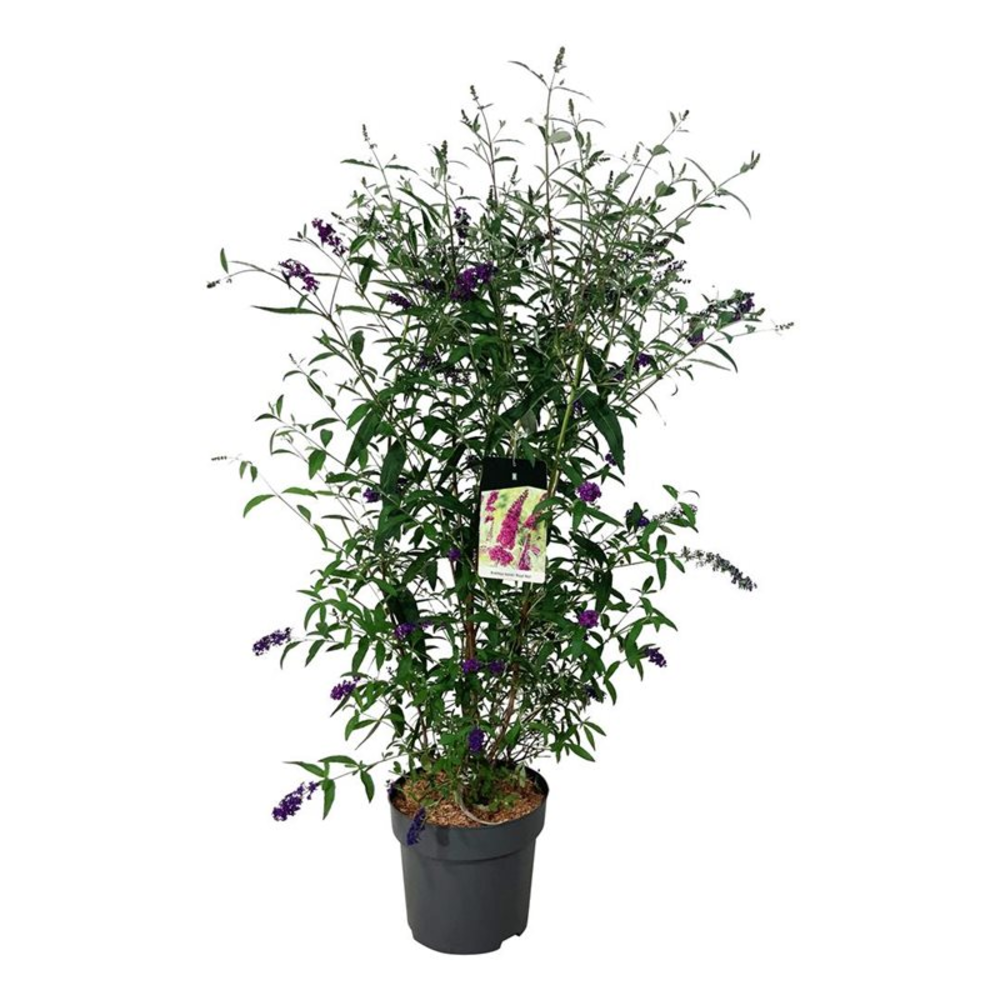 Buddleja dav. 'Royal Red'.