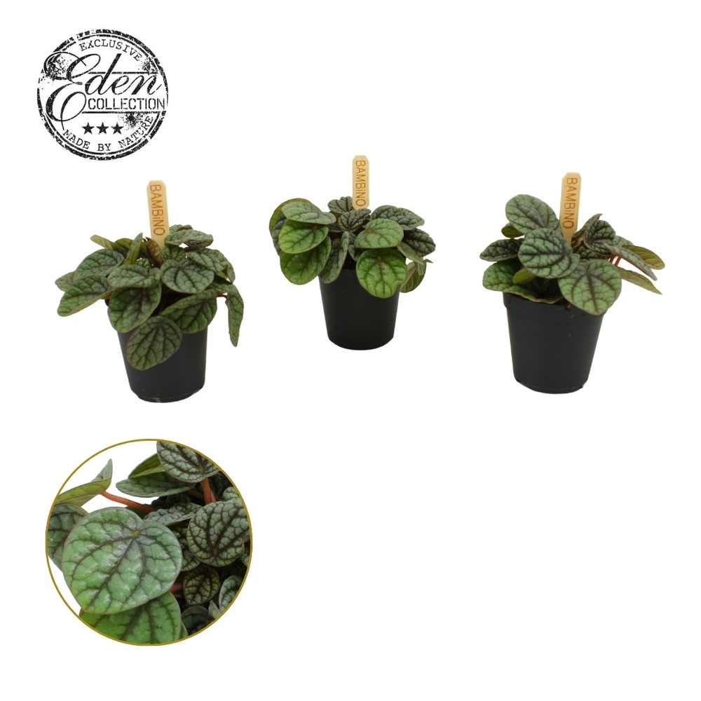 Peperomia Greyhound 5,5cm.