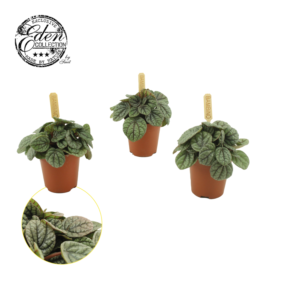 Peperomia Greyhound 5,5cm.
