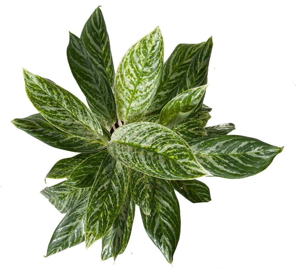 Aglaonema Golden Madonna.
