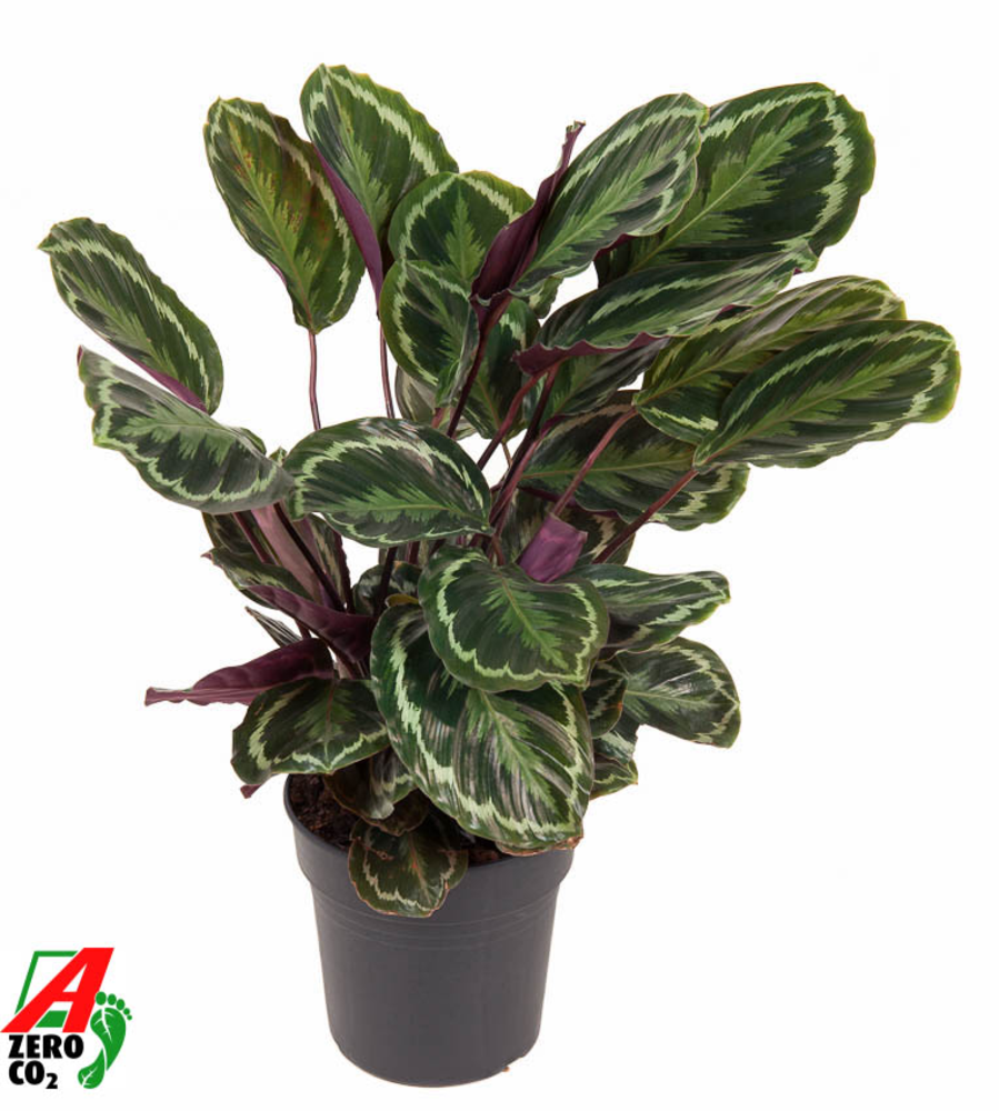 Calathea Medaillon.