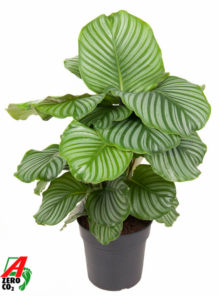 Calathea Orbifolia.