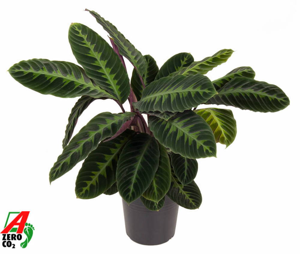 Calathea Warscewiczii.