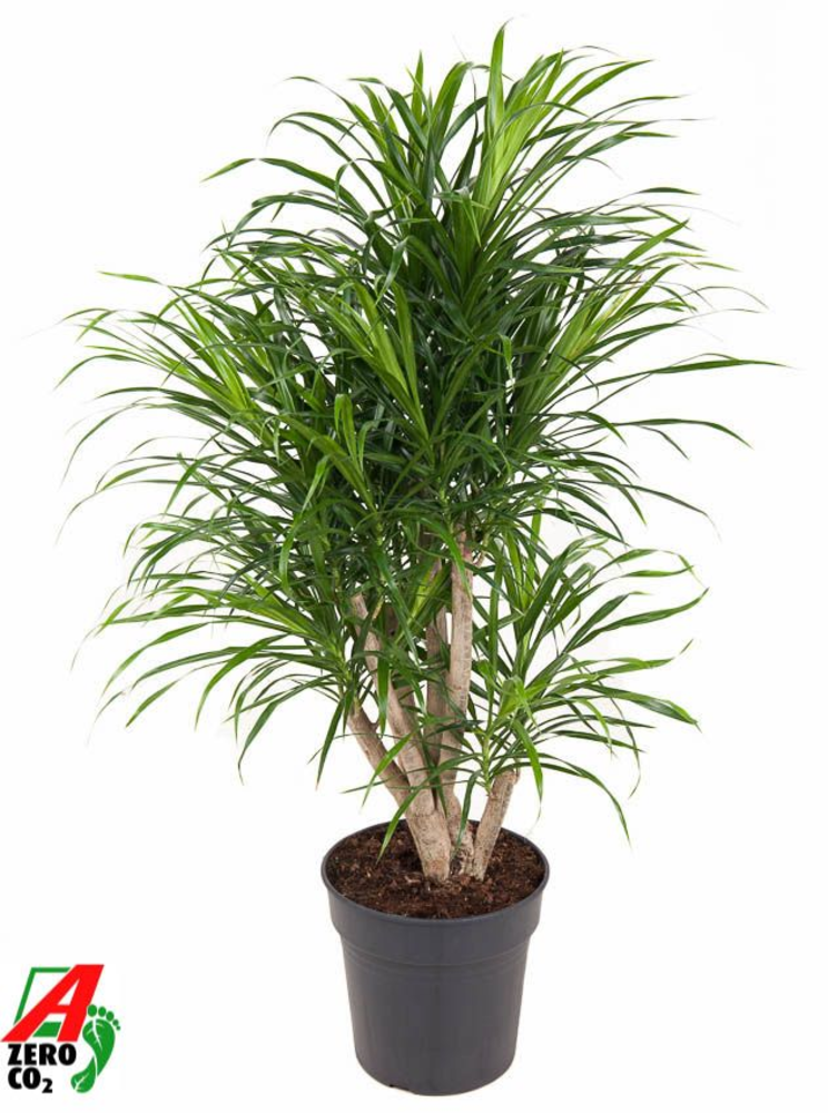 Dracaena Anita variegata vertakt P24.