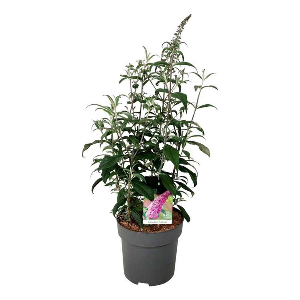 Buddleja dav. 'Pink Delight'.