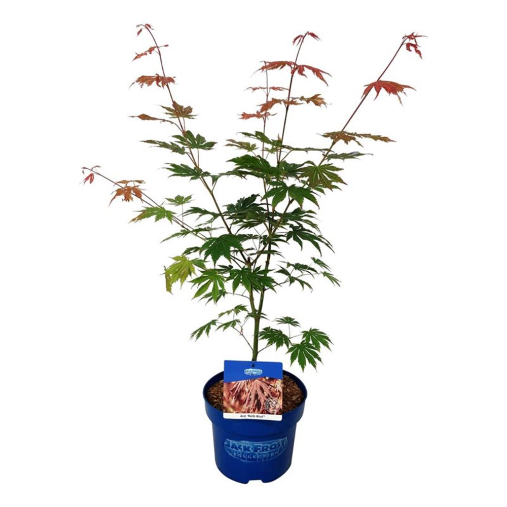 Acer North Wind ®.