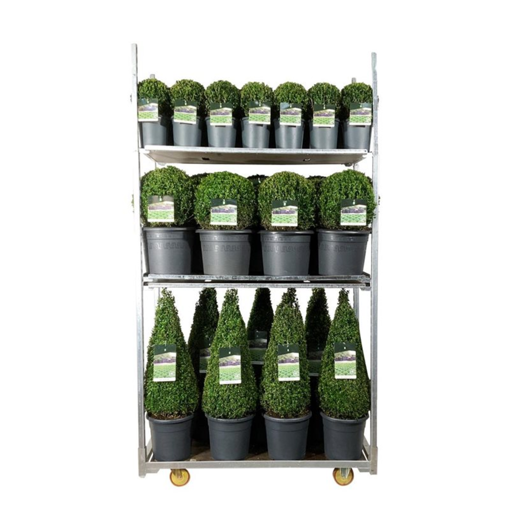 Buxus sempervirens.