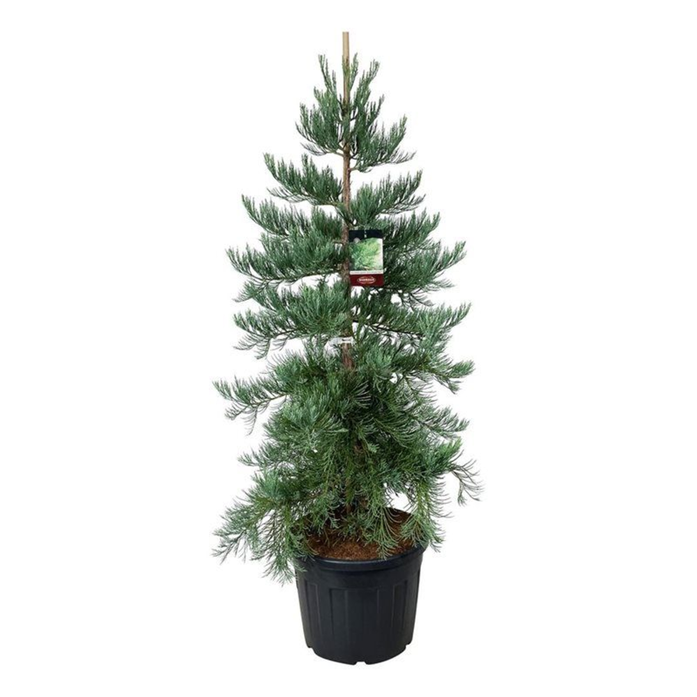 Sequoiadendron g. 'H. Mamm. Three'.