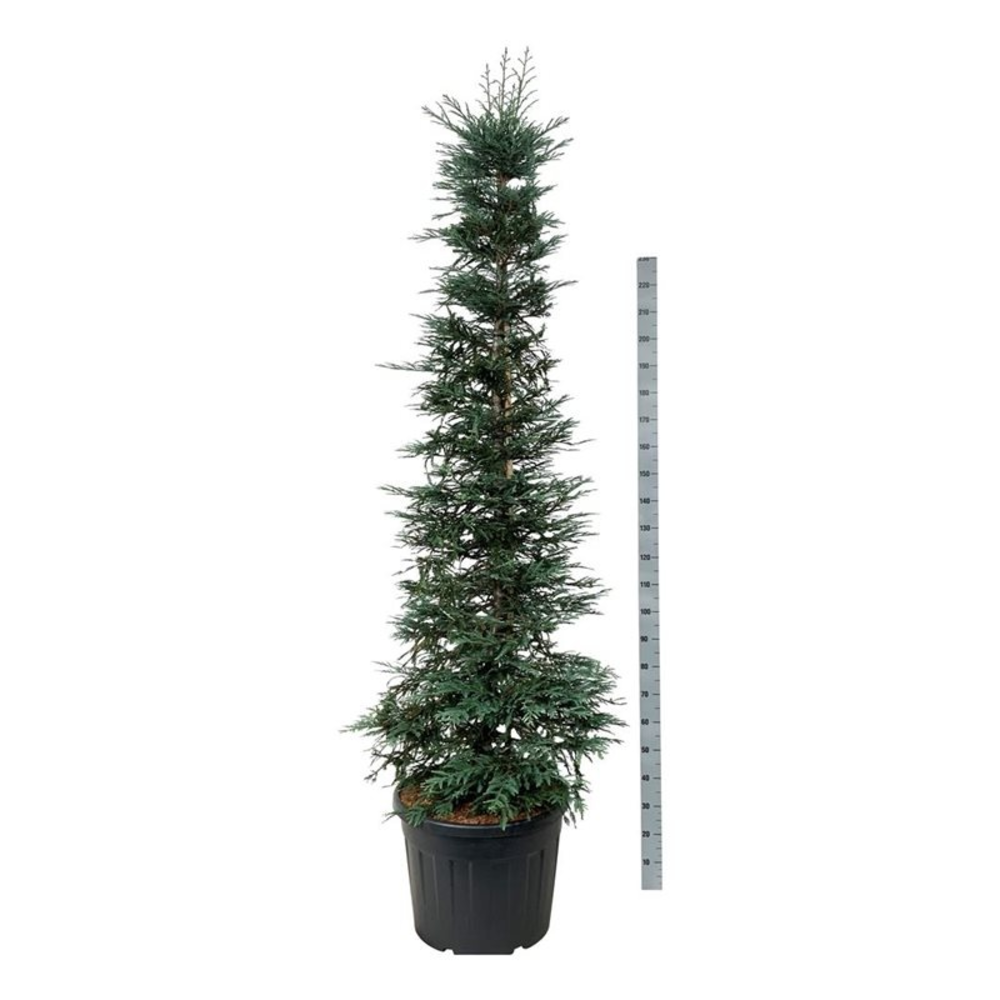Sequoia sempervirens 'Xeno'.