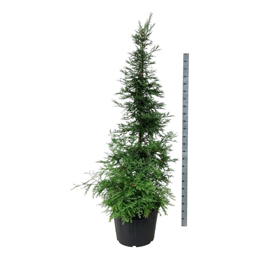 Sequoia s. 'Illa Martin'.