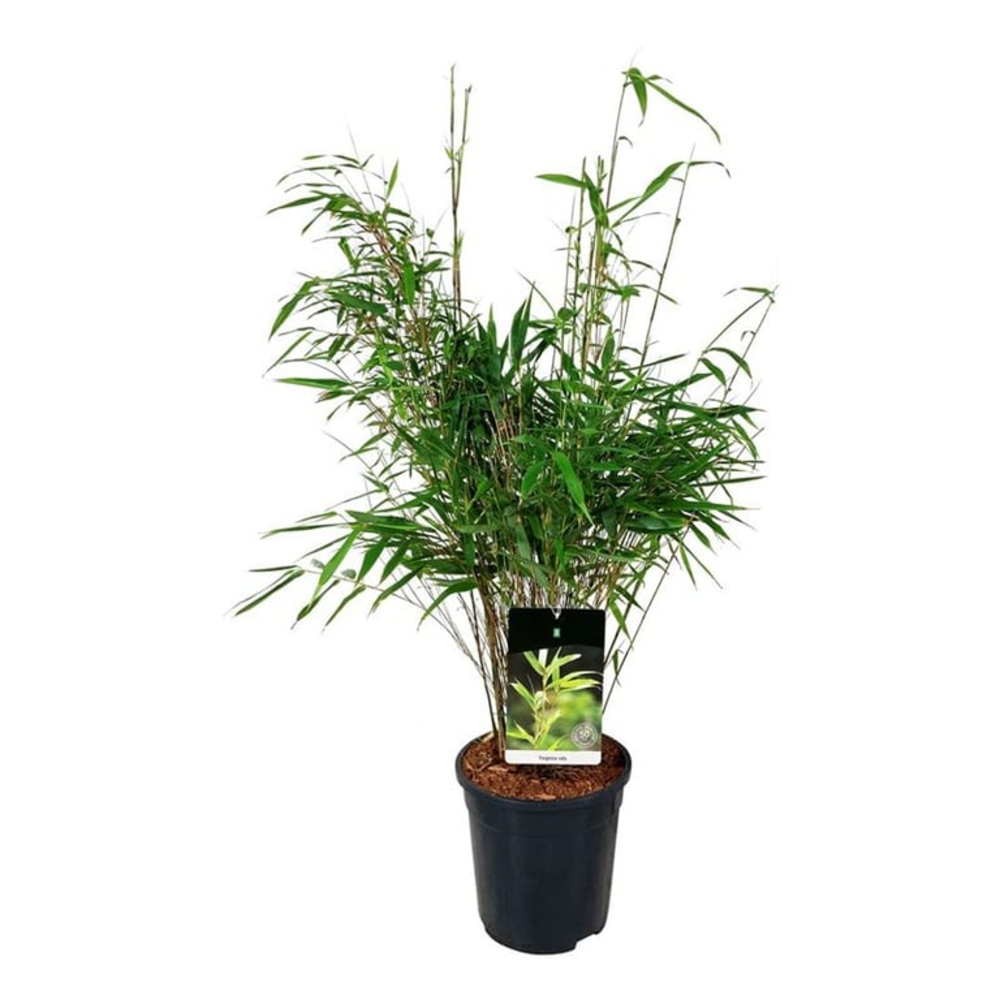 Fargesia rufa.