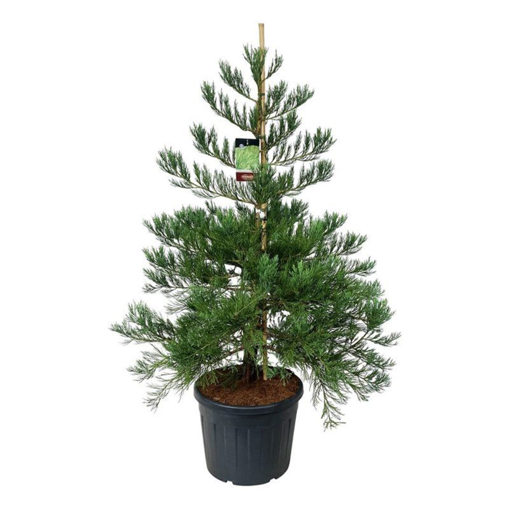 Sequoiadendron g. 'H. Mammoth Two'.