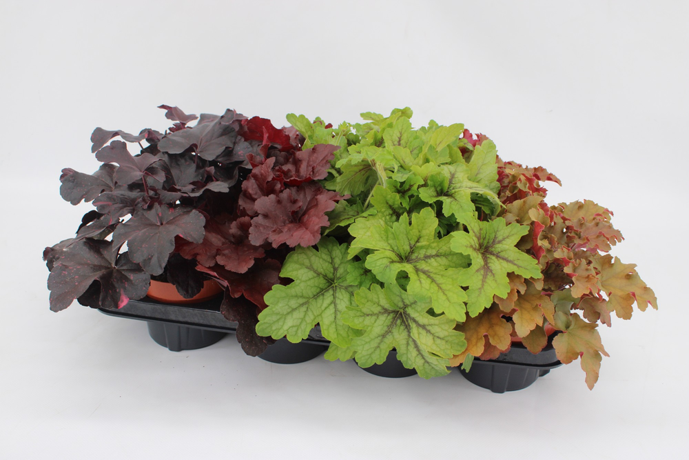 Heuchera Mixtray.