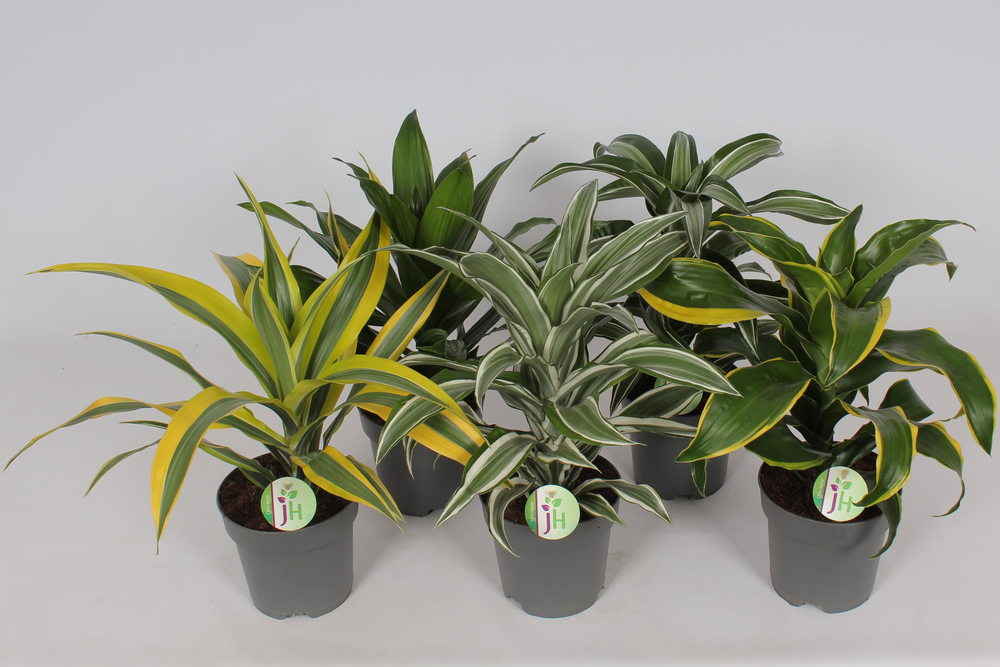 Dracaena mix.