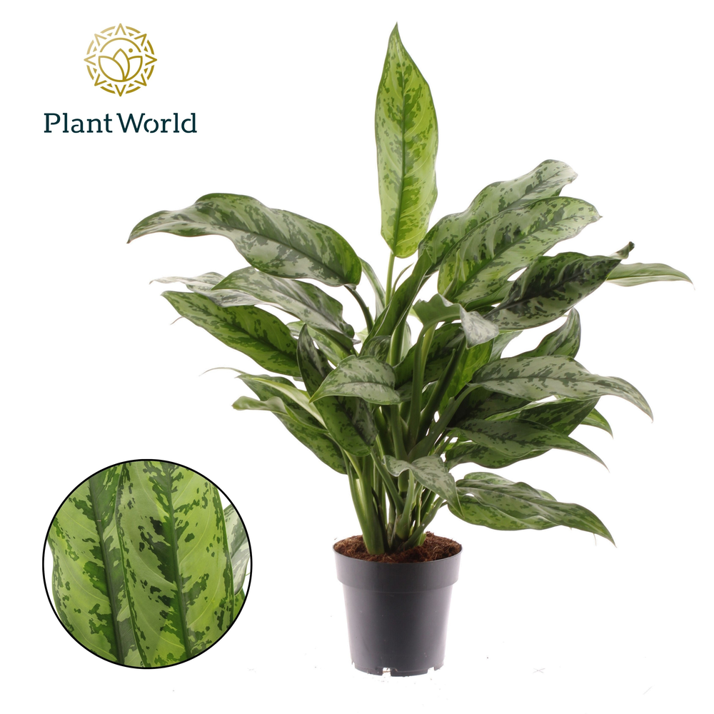 Aglaonema Romeo.