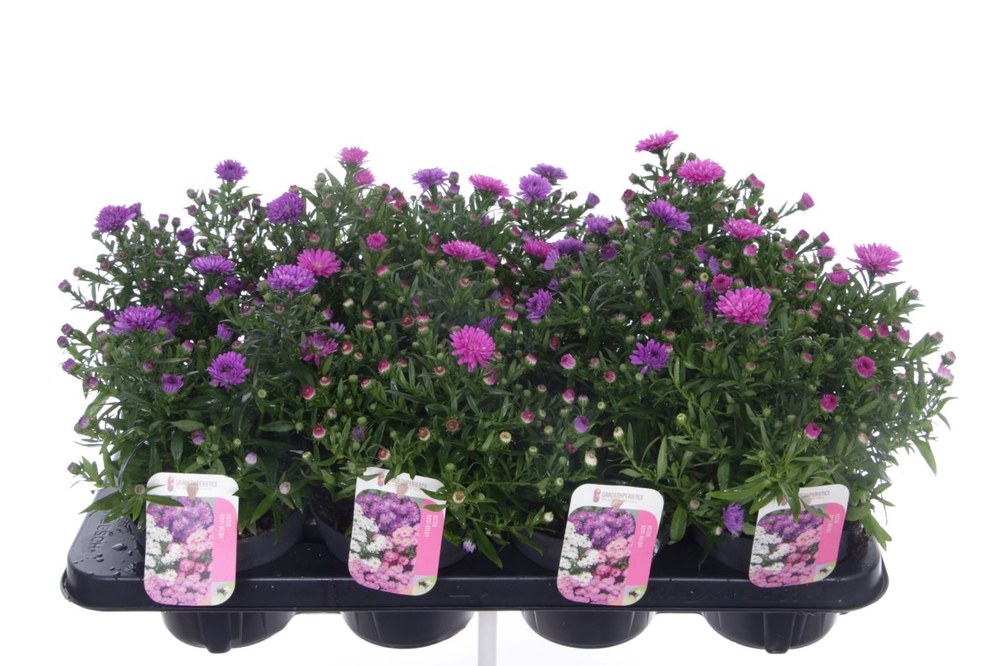 Aster Novi-belgii Magic mixtray.