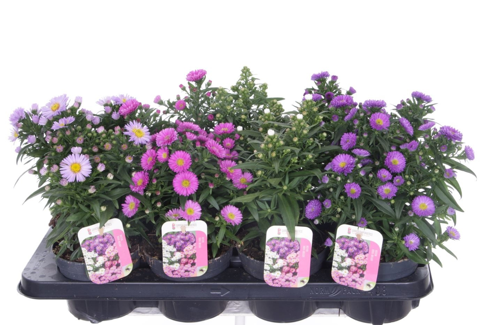 Aster Novi-belgii Magic mixtray.
