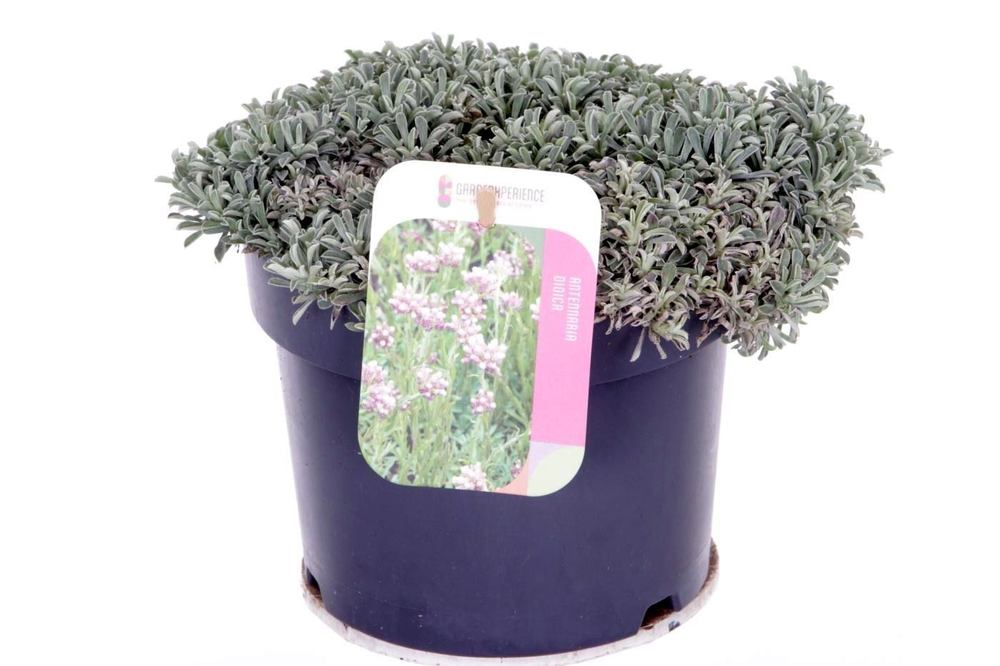 Antennaria dioica Alex Duguid.