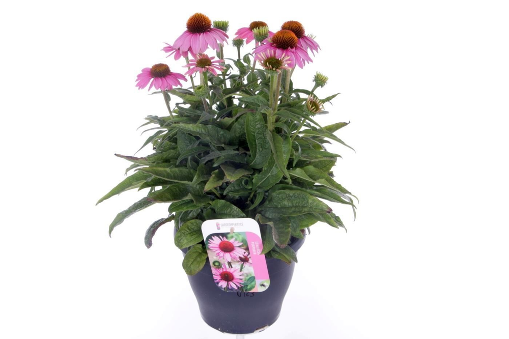 Echinacea purp. Prairie Splendor Pink.