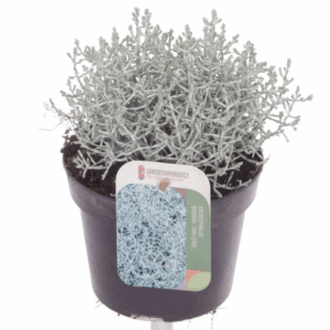 Leucophyta brownii Challenge.