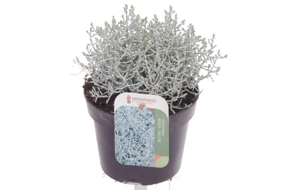Leucophyta brownii Challenge.