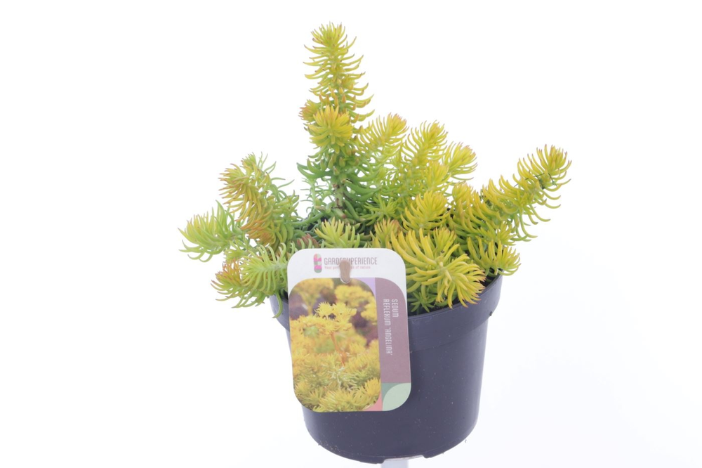 Sedum reflexum Angelina.
