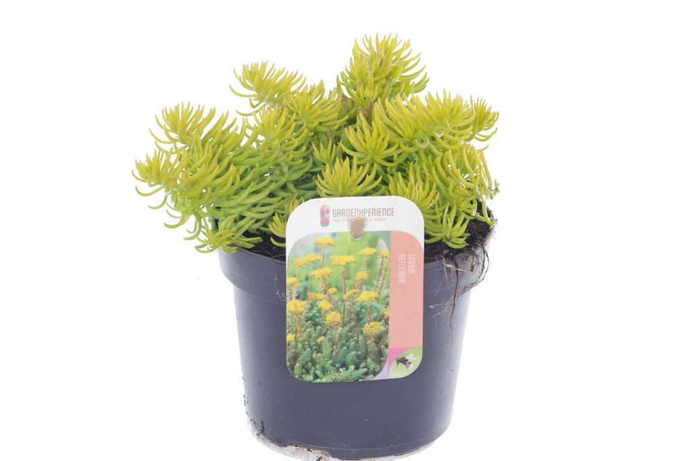 Sedum reflexum Angelina.