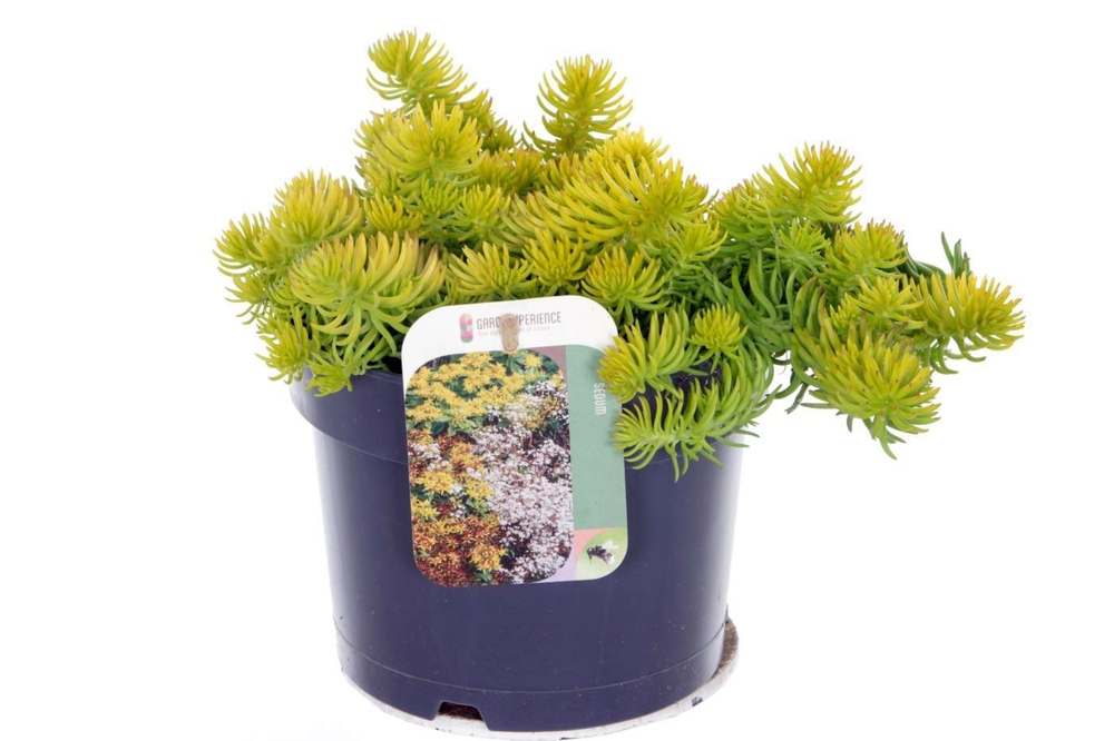 Sedum reflexum Angelina.