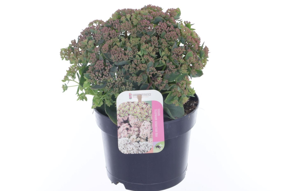 Sedum telephium Seduction RoseCharm.