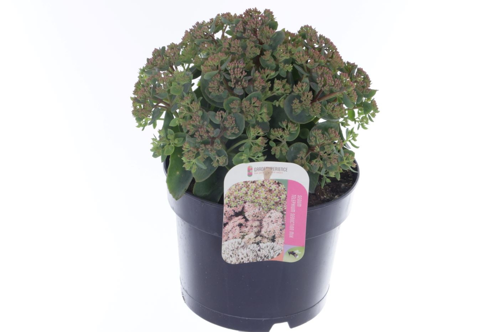 Sedum telephium Seduction RoseCharm.