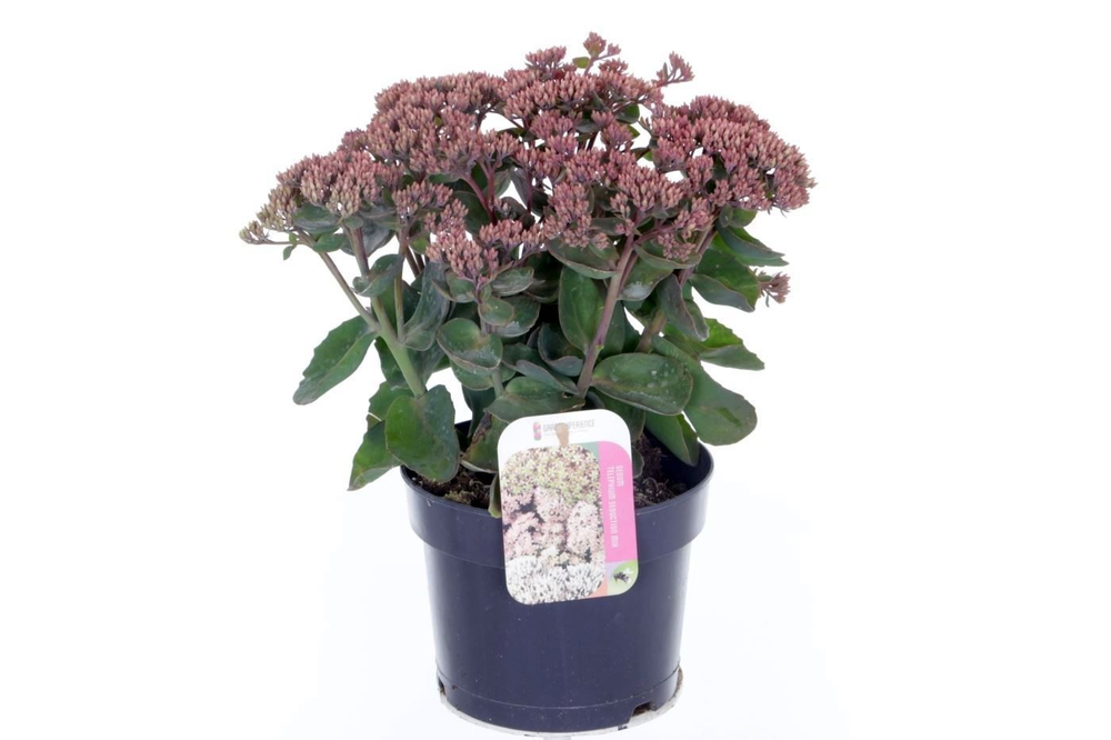 Sedum telephium Seduction PinkPassi.